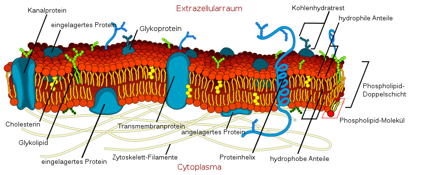 Zellmembran Biomembran.png