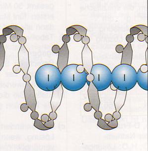 Amylose-Wendel.JPG