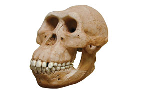 Australopithecus.jpg