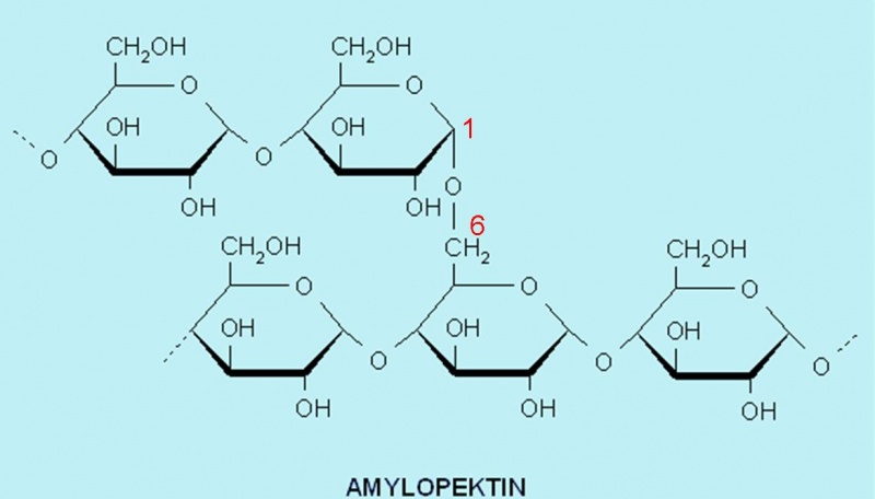 Datei:Amylopektin.jpg